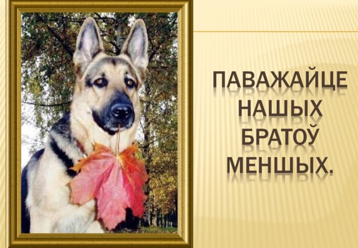 Паважайце нашых братоў меншых